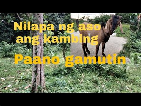 paano gamutin ang kambing na may sugat .